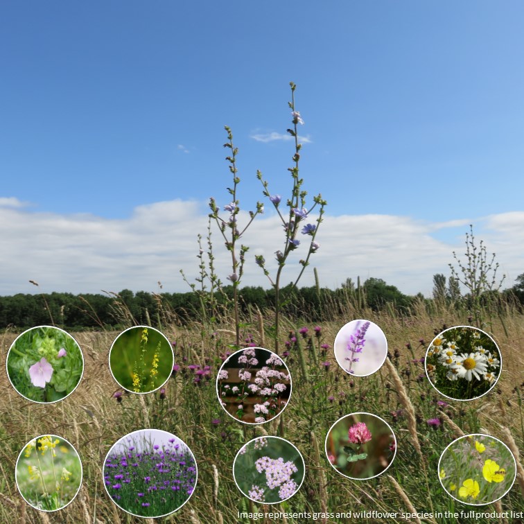 Pollen & Nectar Mix Planting Ideas